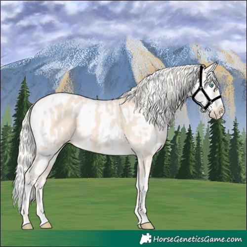 Horse Color:Cremello Splash and White Spotted Cremello Splash