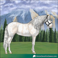 Horse Color:Cremello Splash  and White Spotted Cremello Splash 