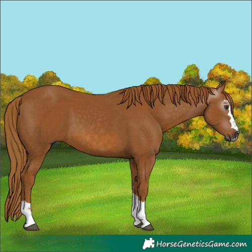 Horse Color:Gray Chestnut 