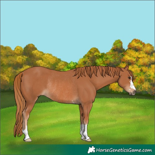 Horse Color:Chestnut Rabicano 