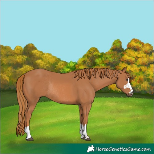 Horse Color:Chestnut Rabicano 