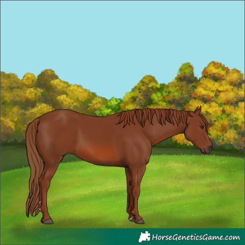 Horse Color:Chestnut 