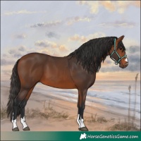Horse Color:Bay 