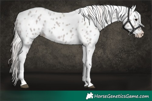 Horse Color:Silver Black Tobiano Skewed Appaloosa