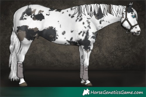 Horse Color:Black Harlequin Merle Tobiano Skewed Appaloosa 
