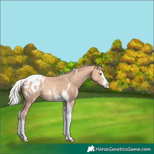 Horse Color:Silver Amber Champagne Sabino Splash Tobiano Blanket Rabicano 