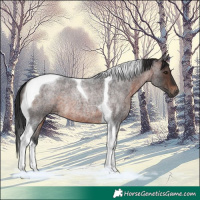 Horse Color:Brown Roan Tobiano 