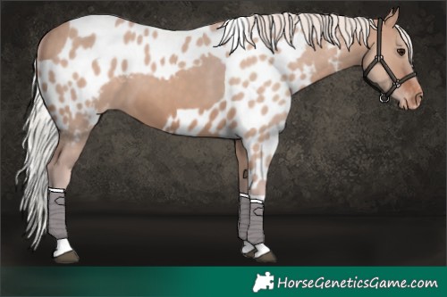 Horse Color:Silver Brown Dun Tobiano Skewed Appaloosa 