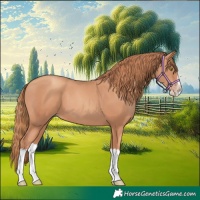 Horse Color:Gold Champagne Splash