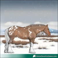 Horse Color:White Spotted Silver Brown Dun Tobiano Skewed Appaloosa 