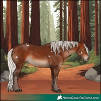 Horse Color:White Spotted Silver Bay Rabicano 