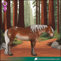 Horse Color:White Spotted Silver Bay Rabicano 
