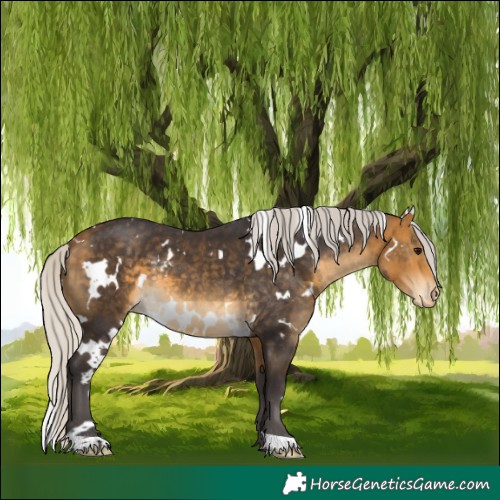 Horse Color:White Spotted Silver Buckskin Skewed Appaloosa