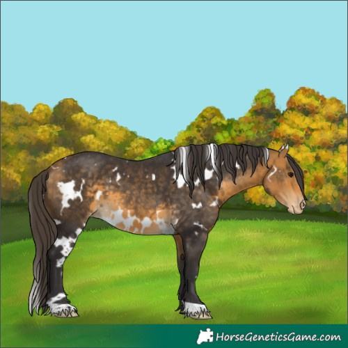 Horse Color:White Spotted Buckskin Appaloosa