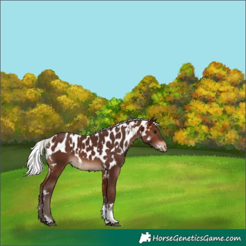 Horse Color:White Spotted Silver Brown Tobiano Skewed LP Spotted 