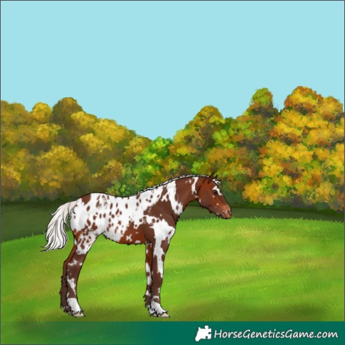 Horse Color:White Spotted Silver Bay Skewed Appaloosa