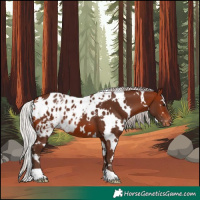 Horse Color:White Spotted Silver Bay Skewed Appaloosa