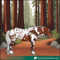 Horse Color:White Spotted Silver Bay Skewed Appaloosa 