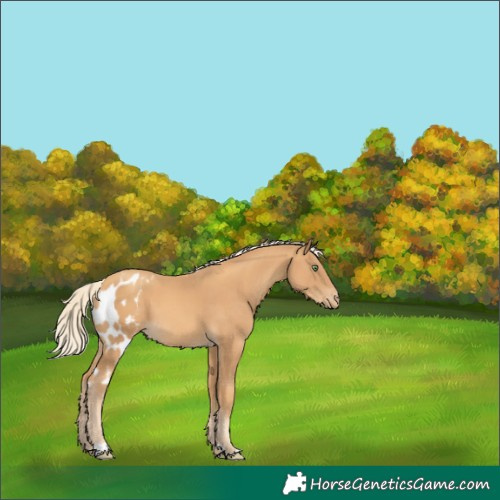 Horse Color:Gold Cream Champagne Skewed Appaloosa