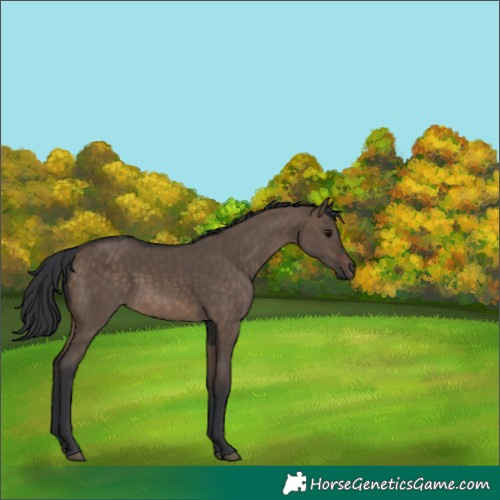 Horse Color:Brown Dun