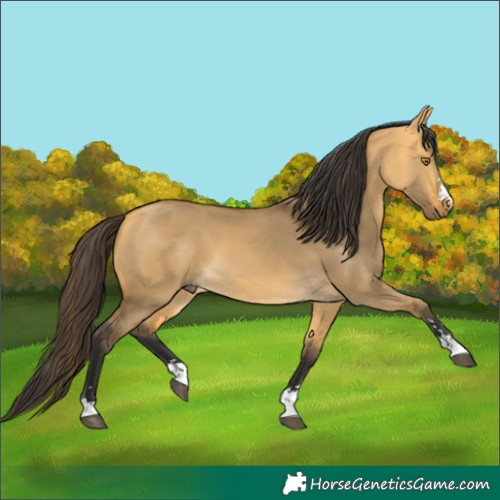 Horse Color:Buckskin Dun 