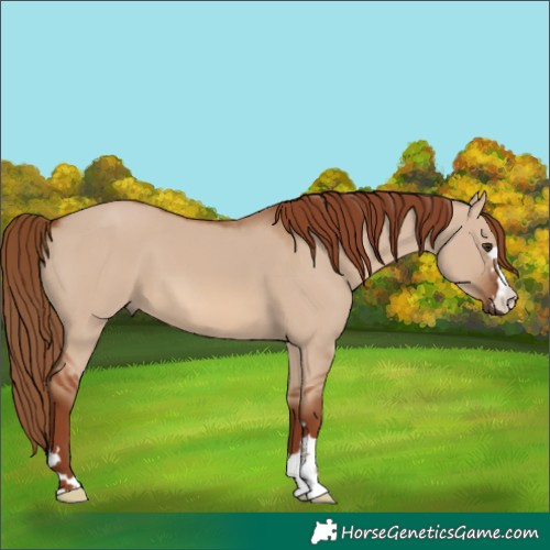 Horse Color:Red Dun 