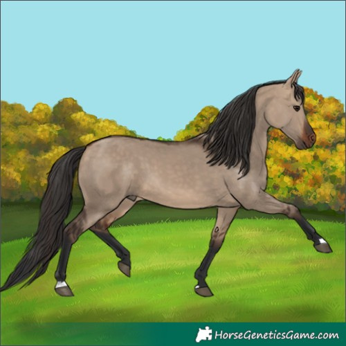 Horse Color:Bay Dun