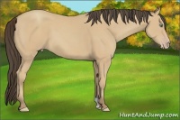 Horse Color:Amber Cream Champagne 