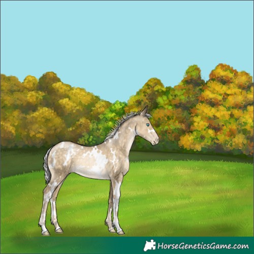Horse Color:White Spotted Silver Buckskin Pearl 
