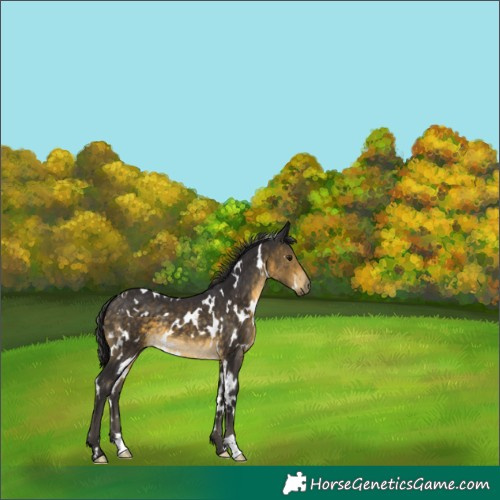 Horse Color:White Spotted Buckskin 