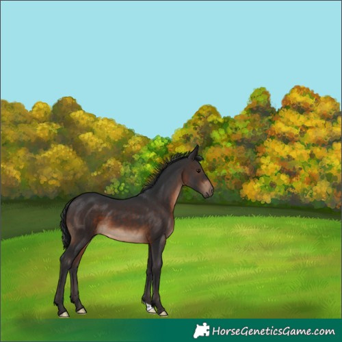 Horse Color:Brown 