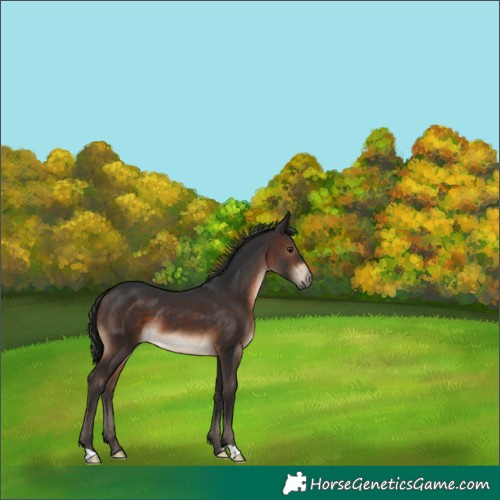 Horse Color:Brown 