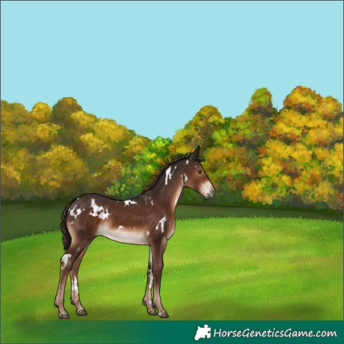 Horse Color:White Spotted Liver Chestnut 