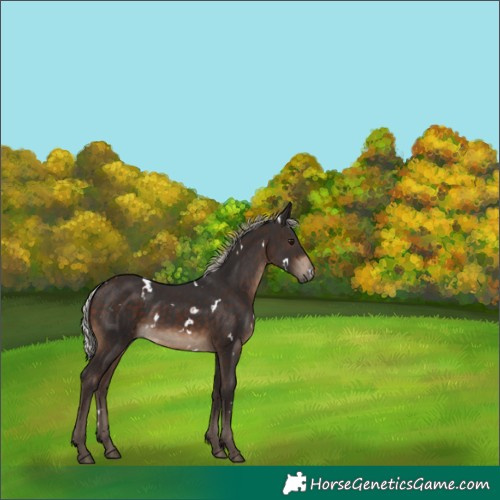 Horse Color:White Spotted Silver Brown 