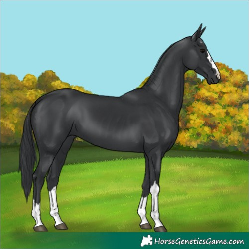 Horse Color:Black 