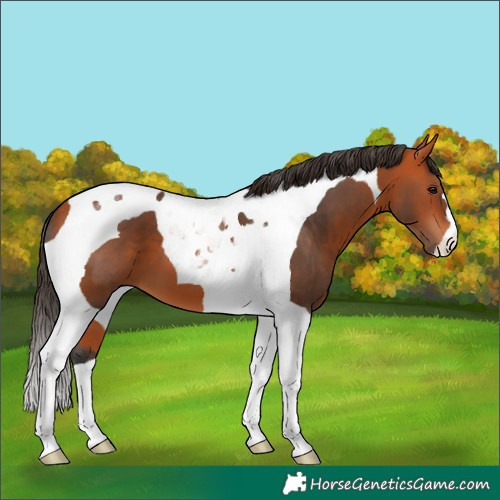 Horse Color:Bay Tobiano 