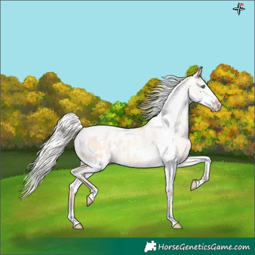 Horse Color:Silver Amber Champagne Pearl Dun Tobiano Appaloosa Rabicano and Silver Amber Champagne Pearl Dun Tobiano Frame Appaloosa Rabicano