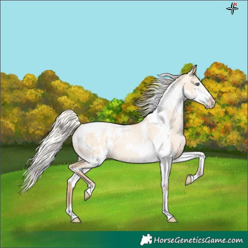 Horse Color:Silver Amber Champagne Pearl Dun Tobiano Appaloosa Rabicano  and Silver Amber Champagne Pearl Dun Tobiano Frame Appaloosa Rabicano 