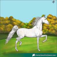 Horse Color:Silver Amber Champagne Pearl Dun Tobiano Appaloosa Rabicano  and Silver Amber Champagne Pearl Dun Tobiano Frame Appaloosa Rabicano 