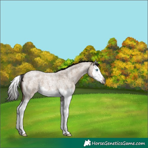 Horse Color:Gray Bay Roan Dun Splash