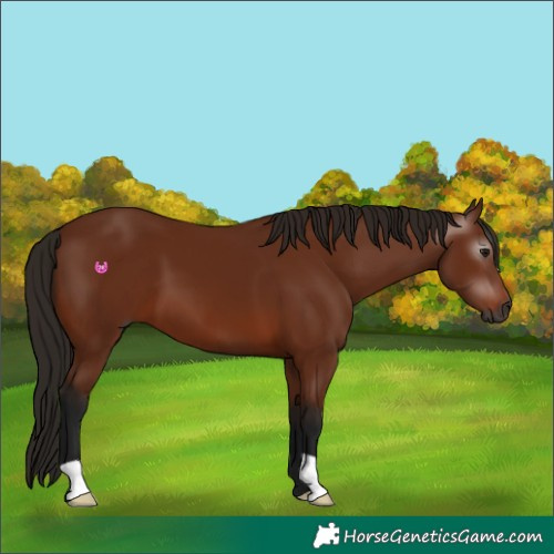 Horse Color:Gray Bay 