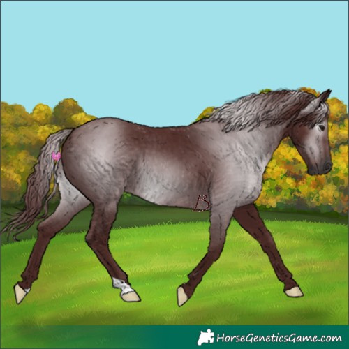 Horse Color:Gray Chocolate Black 