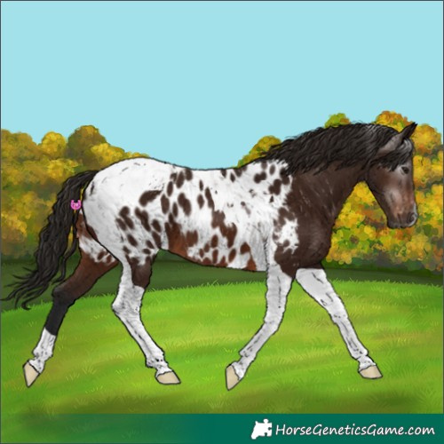 Horse Color:Gray Bay Tobiano Appaloosa 