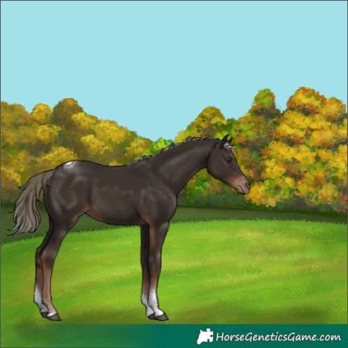 Horse Color:Liver Chestnut Tobiano Rabicano 