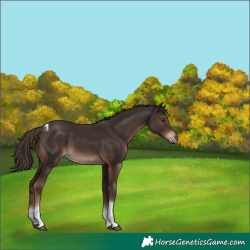 Horse Color:Liver Chestnut Tobiano Rabicano 