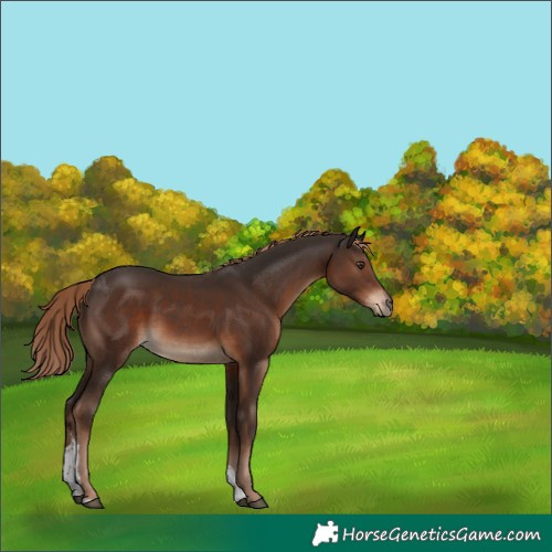 Horse Color:Liver Chestnut Tobiano Rabicano 