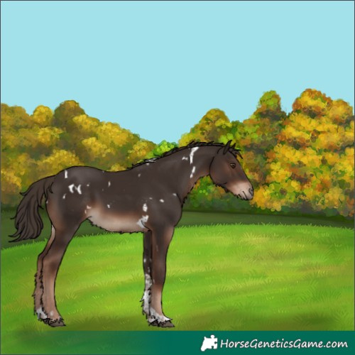 Horse Color:White Spotted Liver Chestnut Tobiano Rabicano 