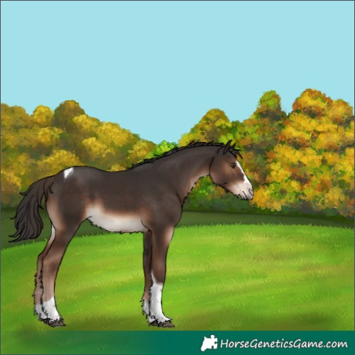 Horse Color:Liver Chestnut Splash Tobiano Rabicano 