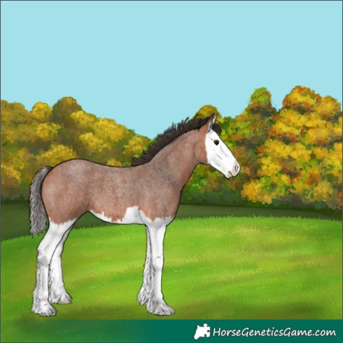 Horse Color:Bay Roan Splash