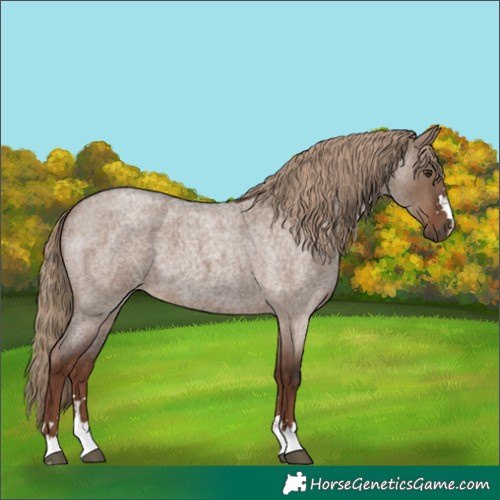 Horse Color:Unknown 